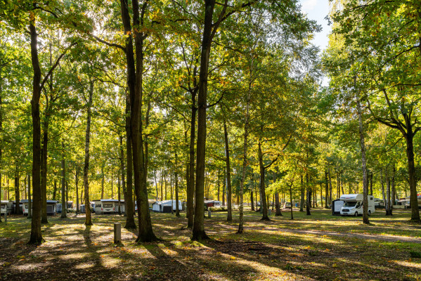 Stellplätze unter Bäumen auf dem Campingplatz Baltic Freizeit in Markgrafenheide.