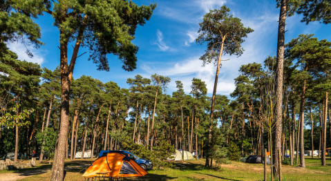 Zelte und Fahrzeug inmitten eines Kiefernwaldes auf dem Campingplatz von Baltic Freizeit in Markgrafenheide.